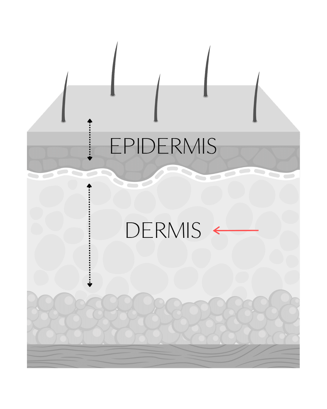 Illustration af hudens lag, hvor biostimulerende behandling arbejder i dermis og mesoterapi i epidermis